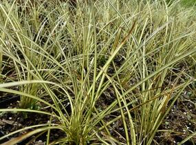 Ostřice hnědá 'Camara' - Carex brunnea 'Camara'