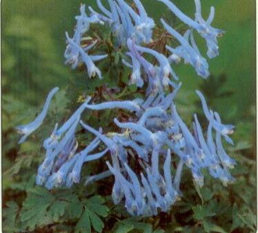 Dymnivka 'Blue Panda' - Corydalis flexuosa 'Blue Panda'