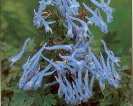 Dymnivka 'Blue Panda'