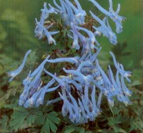 Dymnivka 'Blue Panda' - Corydalis flexuosa 'Blue Panda'