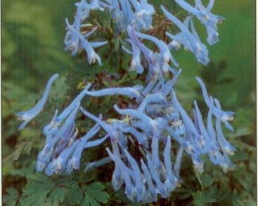 Dymnivka 'Blue Panda'