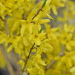 Zlatice nejzelenější 'Bronxensis' - Forsythia viridissima 'Bronxensis'