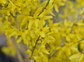 Zlatice nejzelenější 'Bronxensis' - Forsythia viridissima 'Bronxensis'