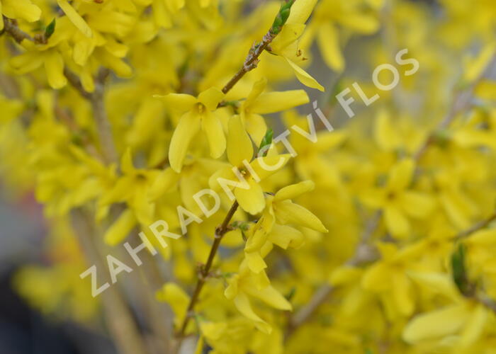 Zlatice nejzelenější 'Bronxensis' - Forsythia viridissima 'Bronxensis'