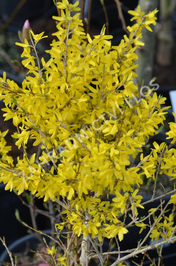Zlatice nejzelenější 'Bronxensis' - Forsythia viridissima 'Bronxensis'