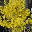 Zlatice nejzelenější 'Bronxensis' - Forsythia viridissima 'Bronxensis'