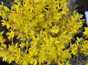 Zlatice nejzelenější 'Bronxensis' - Forsythia viridissima 'Bronxensis'