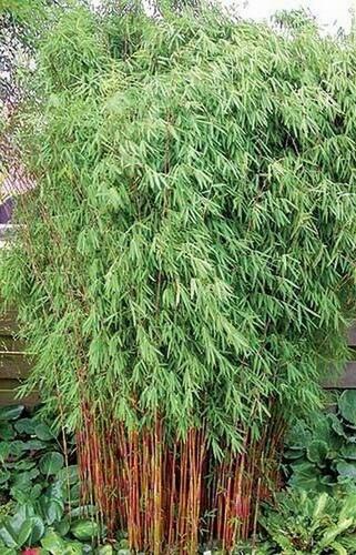 Bambus 'Jiu' - Fargesia 'Jiuzhaigou'