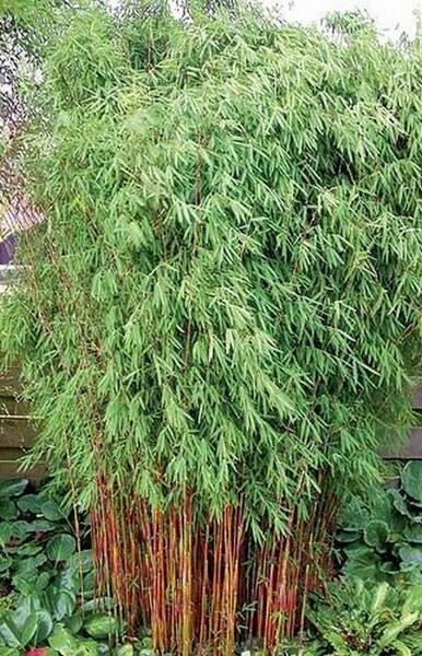 Bambus 'Jiu' - Fargesia 'Jiuzhaigou'