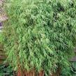 Bambus 'Jiu' - Fargesia 'Jiuzhaigou'
