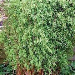 Bambus 'Jiu' - Fargesia 'Jiuzhaigou'