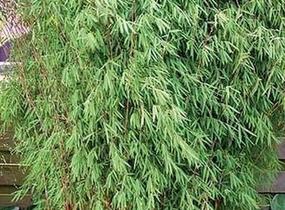 Bambus 'Jiu' - Fargesia 'Jiuzhaigou'