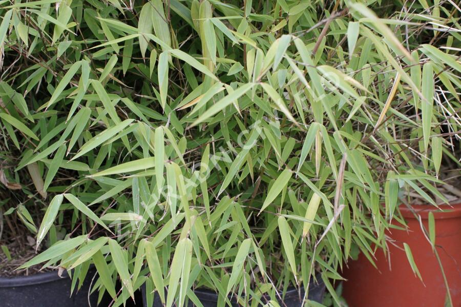 Bambus 'Jiu' - Fargesia 'Jiuzhaigou'