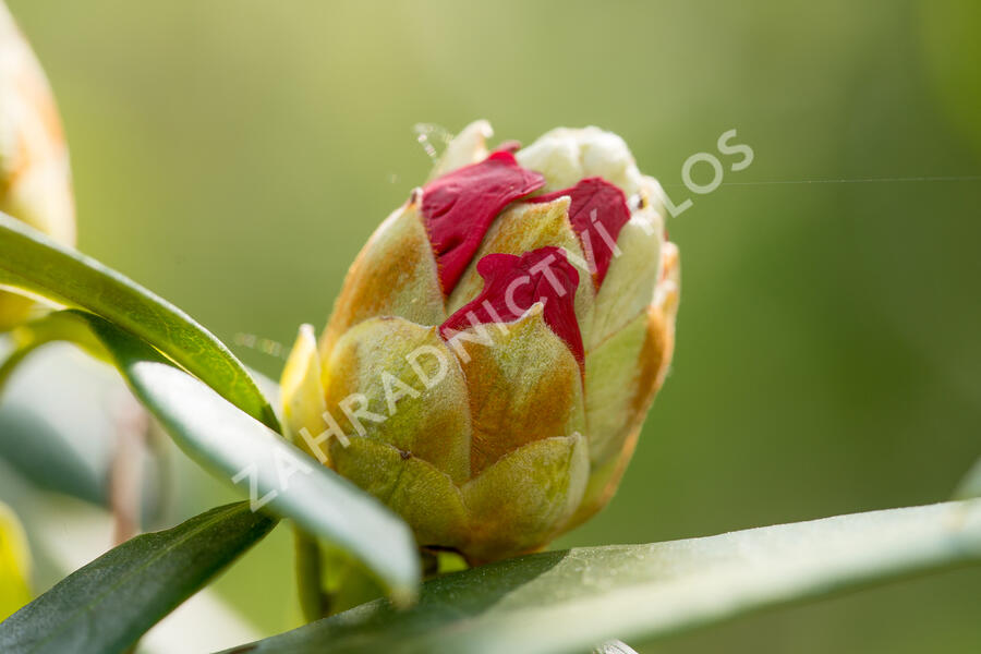 Pěnišník 'Bad Zwischenahn' - Rhododendron (Y) 'Bad Zwischenahn'