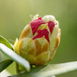 Pěnišník 'Bad Zwischenahn' - Rhododendron (Y) 'Bad Zwischenahn'