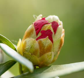 Pěnišník 'Bad Zwischenahn' - Rhododendron (Y) 'Bad Zwischenahn'