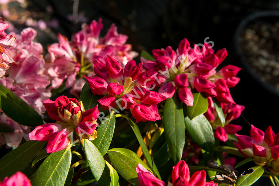 Pěnišník 'Bad Zwischenahn' - Rhododendron (Y) 'Bad Zwischenahn'