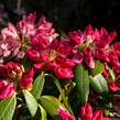 Pěnišník 'Bad Zwischenahn' - Rhododendron (Y) 'Bad Zwischenahn'