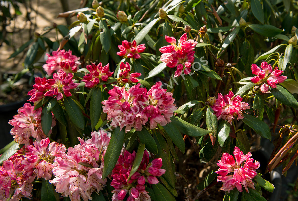 rhododendron rinderdung Rhododendron Dnger von Flora Boost
