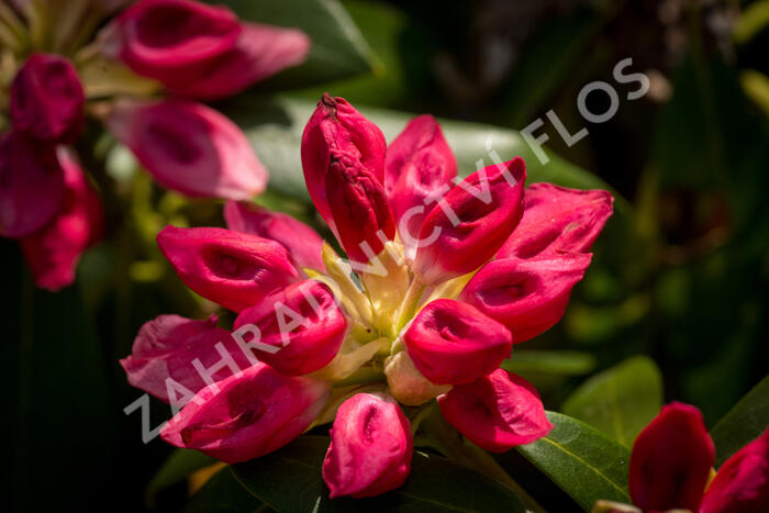 Pěnišník 'Bad Zwischenahn' - Rhododendron (Y) 'Bad Zwischenahn'
