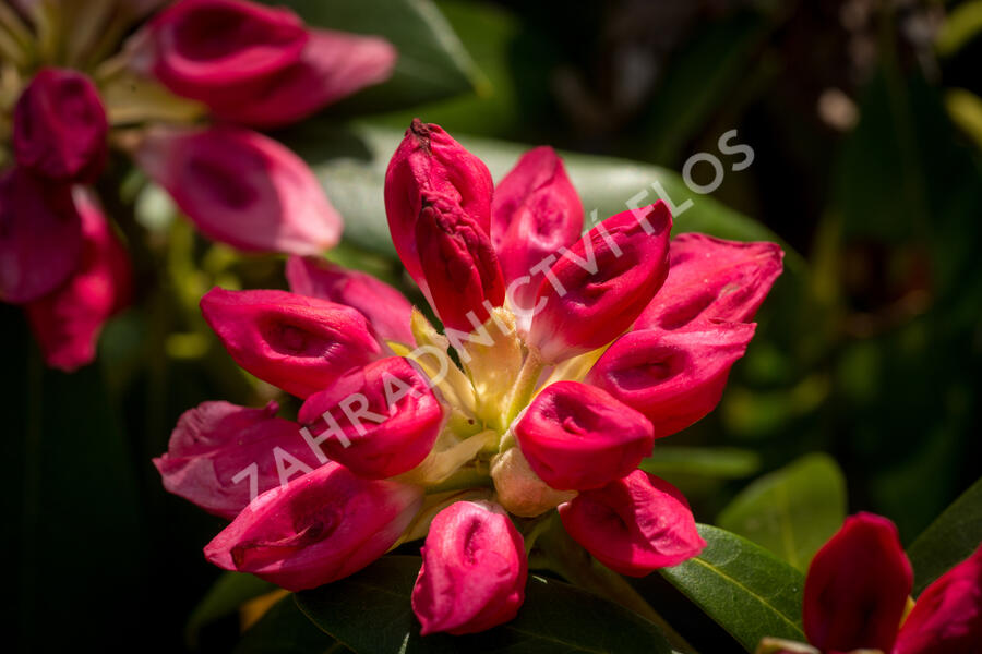 Pěnišník 'Bad Zwischenahn' - Rhododendron (Y) 'Bad Zwischenahn'