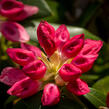 Pěnišník 'Bad Zwischenahn' - Rhododendron (Y) 'Bad Zwischenahn'
