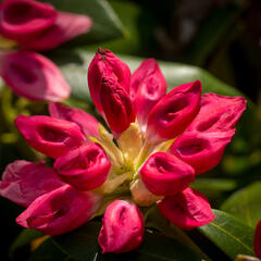 Pěnišník 'Bad Zwischenahn' - Rhododendron (Y) 'Bad Zwischenahn'