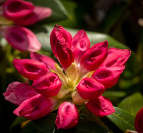 Pěnišník 'Bad Zwischenahn' - Rhododendron (Y) 'Bad Zwischenahn'