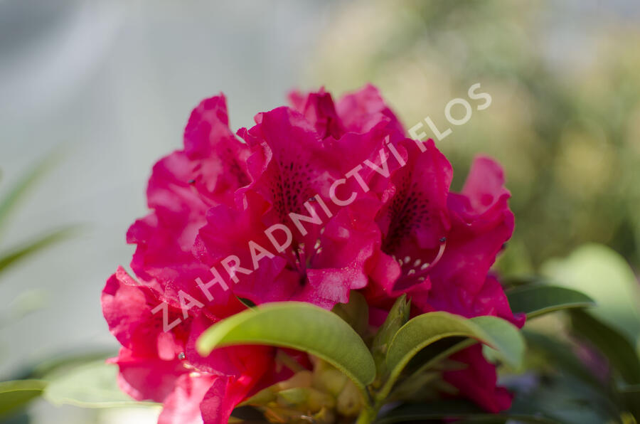 Pěnišník 'Wilgen's Ruby' - Rhododendron (T) 'Wilgen's Ruby'