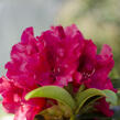 Pěnišník 'Wilgen's Ruby' - Rhododendron (T) 'Wilgen's Ruby'