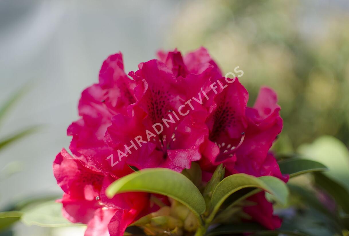 Pěnišník 'Wilgen's Ruby' - Rhododendron (T) 'Wilgen's Ruby'