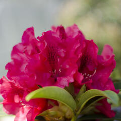 Pěnišník 'Wilgen's Ruby' - Rhododendron (T) 'Wilgen's Ruby'
