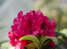 Pěnišník 'Wilgen's Ruby' - Rhododendron (T) 'Wilgen's Ruby'