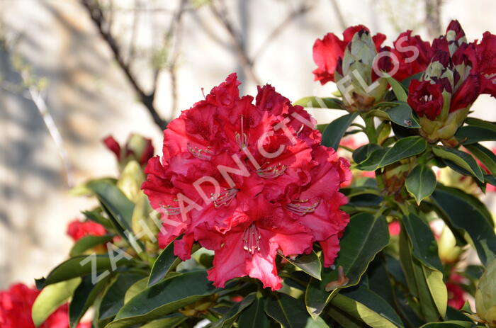 Pěnišník 'Wilgen's Ruby' - Rhododendron (T) 'Wilgen's Ruby'