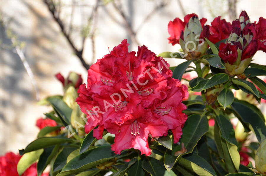 Pěnišník 'Wilgen's Ruby' - Rhododendron (T) 'Wilgen's Ruby'