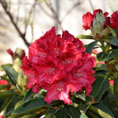 Pěnišník 'Wilgen's Ruby' - Rhododendron (T) 'Wilgen's Ruby'