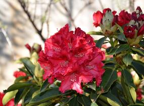 Pěnišník 'Wilgen's Ruby' - Rhododendron (T) 'Wilgen's Ruby'