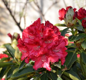 Pěnišník 'Wilgen's Ruby' - Rhododendron (T) 'Wilgen's Ruby'