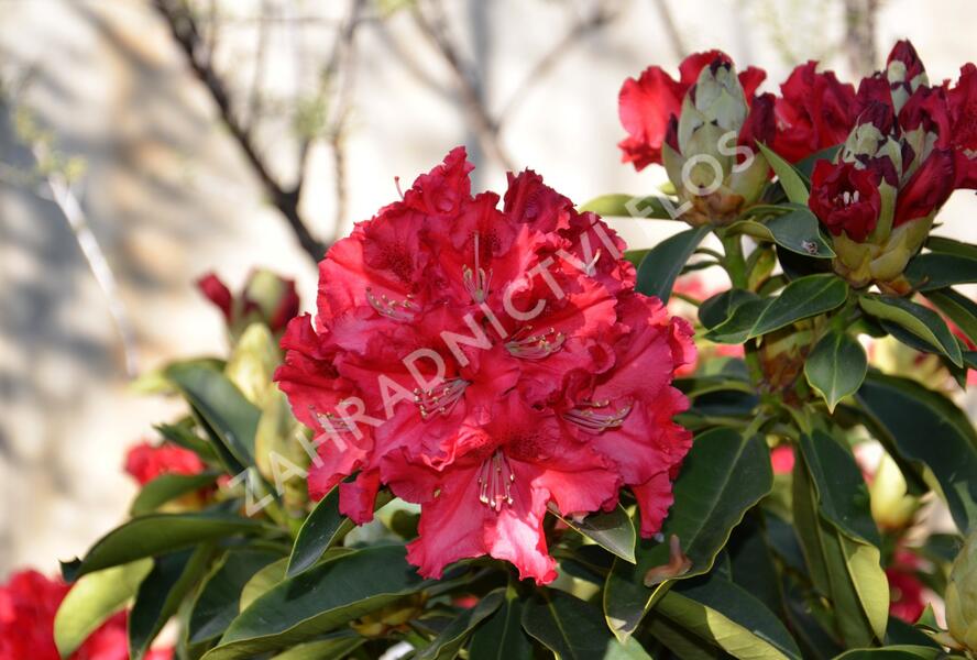 Pěnišník 'Wilgen's Ruby' - Rhododendron (T) 'Wilgen's Ruby'