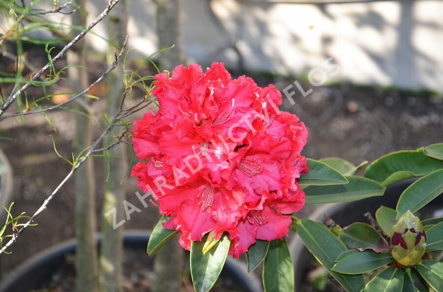 Pěnišník 'Wilgen's Ruby' - Rhododendron (T) 'Wilgen's Ruby'
