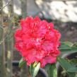 Pěnišník 'Wilgen's Ruby' - Rhododendron (T) 'Wilgen's Ruby'