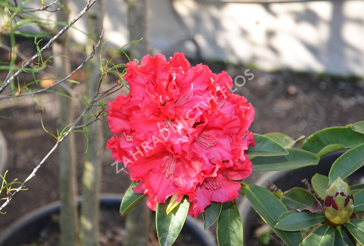Pěnišník 'Wilgen's Ruby' - Rhododendron (T) 'Wilgen's Ruby'