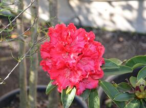 Pěnišník 'Wilgen's Ruby' - Rhododendron (T) 'Wilgen's Ruby'