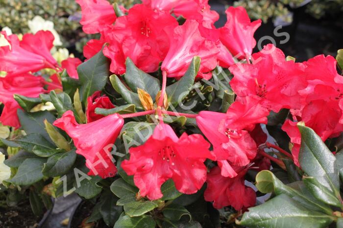 Pěnišník 'Scarlet Wonder' - Rhododendron (R) 'Scarlet Wonder'
