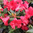 Pěnišník 'Scarlet Wonder' - Rhododendron (R) 'Scarlet Wonder'