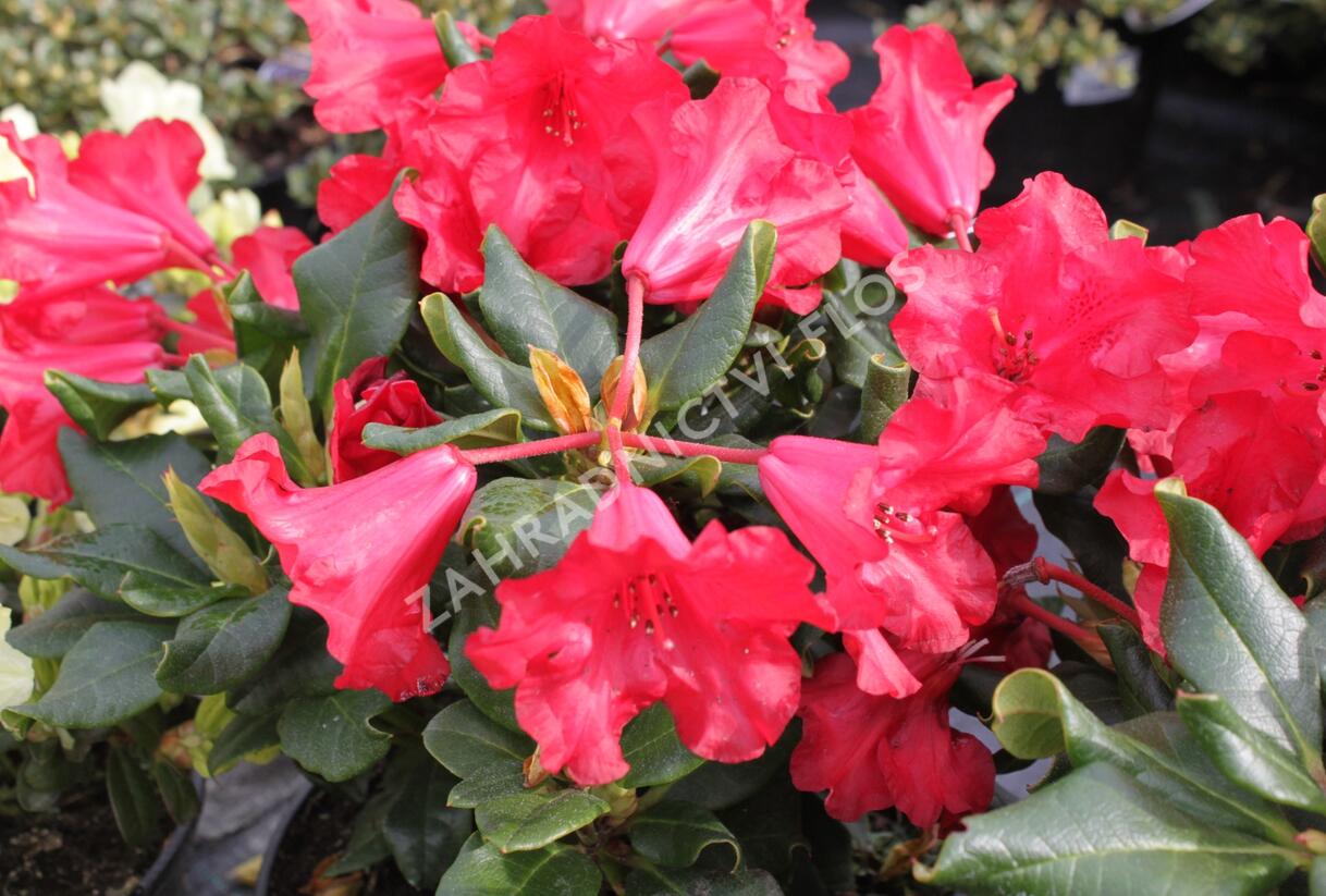 Pěnišník 'Scarlet Wonder' - Rhododendron (R) 'Scarlet Wonder'