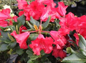 Pěnišník 'Scarlet Wonder' - Rhododendron (R) 'Scarlet Wonder'