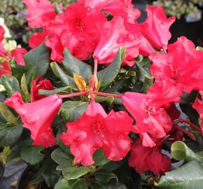 Pěnišník 'Scarlet Wonder' - Rhododendron (R) 'Scarlet Wonder'