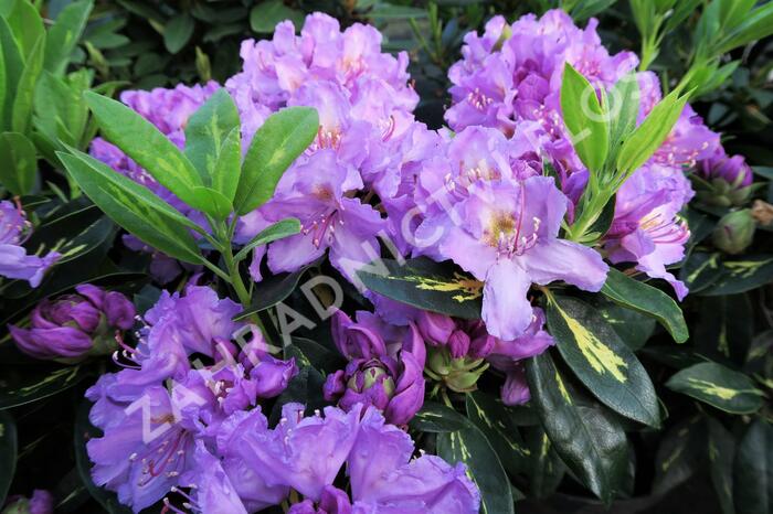 Pěnišník 'Goldflimmer' - Rhododendron (T) 'Goldflimmer'