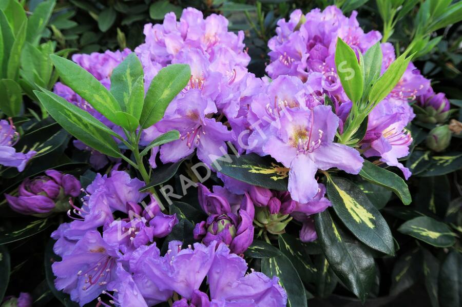 Pěnišník 'Goldflimmer' - Rhododendron (T) 'Goldflimmer'